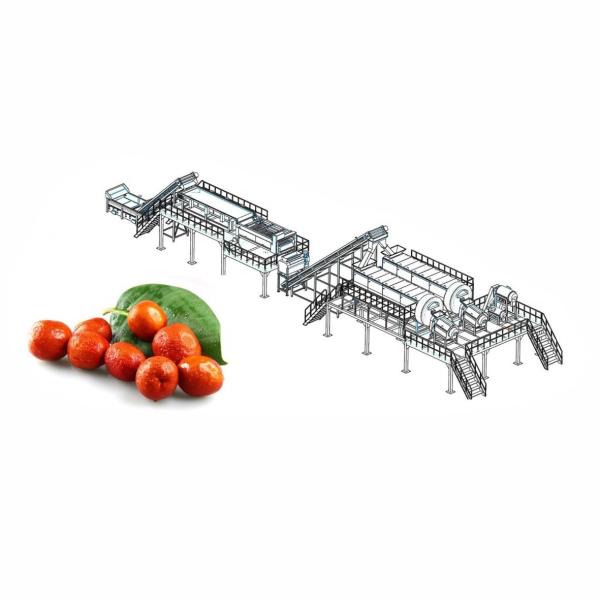 Quality 50T/H Jujube Hawthorn Processing Line Food Application wholesale