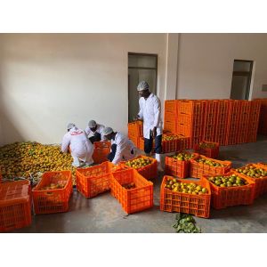 Cheap Aseptic Bag Filling SUS316L 20t/H Mango Processing Line for sale