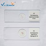 College Student Parasitology Slides Ready Made Microscope Slides 10 Pcs Of Set