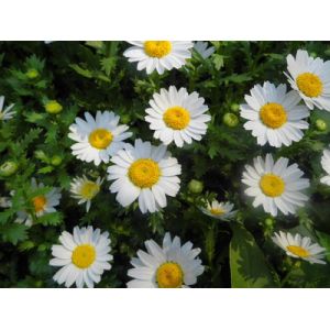 Cheap feverfew herb extract /high quality feverfew extracts / 100% natural feverfew extract for sale