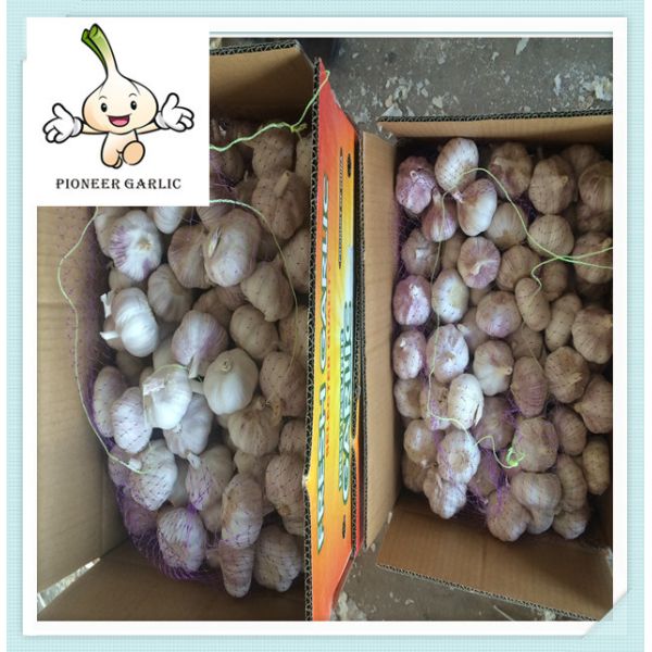 Quality New Purple Garlic With Good Price Import Chinese Dried Organic Nice Garlic wholesale