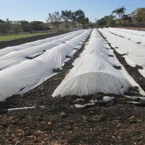 200gsm Agriculture Mulching Sheet PP Non Woven Material