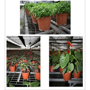 Light and soft black/double-color flower pot cane shoots seedling nutrition pot