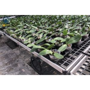 Agricultural Seedling Plastic Nursery Tray Rolling Bench Mesh Mobile Tables Grow