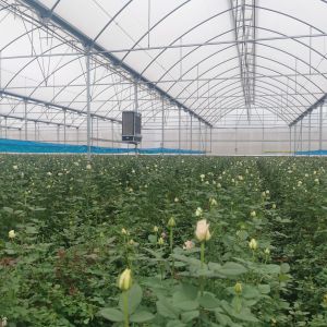 Cooling System Poly Multi Span Greenhouse Automatic For Vegetables