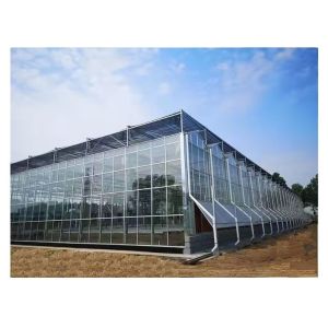 8m 9.6m 12m Span Width Multispan Greenhouse With Hydroponic System And Glass