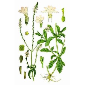 Buy cheap Verbena herb powder, Verbena officinalis Extract, Brown Fine Powder, Antiphlogis from wholesalers