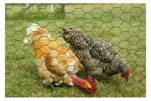 Cheap hexagonal wire netting,Chicken Wire Mesh,Galvanized Hexagonal Wire Netting for sale