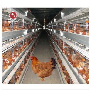45x41x50 Cm Battery Layer Chicken Cage Hot Galvanized Silver Color