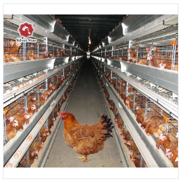 Quality 45x41x50 Cm Battery Layer Chicken Cage Hot Galvanized Silver Color wholesale