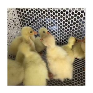 Safety Netting Outdoor Rope Net Plastic Fencing Poultry Breeding Netting