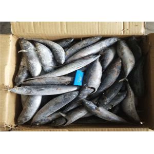 China 3ppm Histamine A Grade Bulk 250kg Frozen Bonito Fish on sale