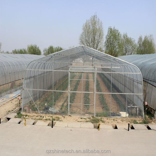 PE Tunnel Greenhouse for Hydroponic Tomato Cultivation Easy Assembly Length 10-100m