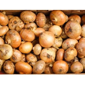 Brain Refreshing Natural Spicy Yellow Spring Onions