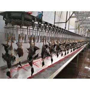 Cheap 300 Chickens / H Poultry Farming Equipment Scalding Plucking Slaughtering Machine for sale