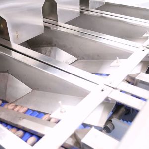 380V 7kW 8 Channels CE Endorsed Pecan Sorting Machine 1-2 Tons Output