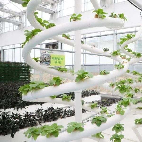Quality High Yield Greenhouse Hydroponic System Customization for Commercial Sustainability wholesale