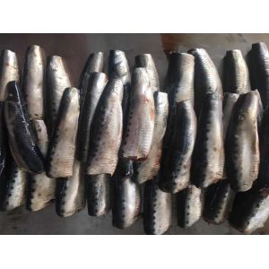 Natural Glaze HGT Fresh Frozen Sardines For Canning
