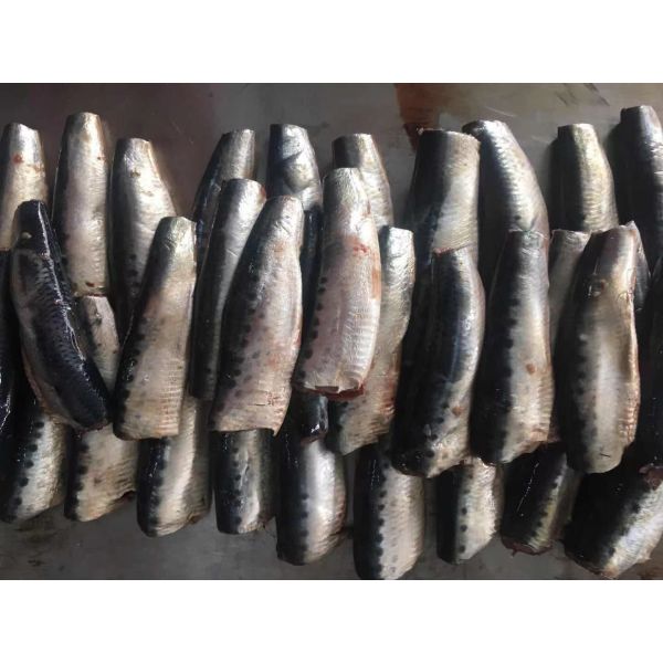 Quality Natural Glaze HGT Fresh Frozen Sardines For Canning wholesale