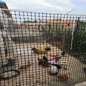 Roadbed Reinforcement PP Plastic Biaxial Geogrid for Breeding Industry and