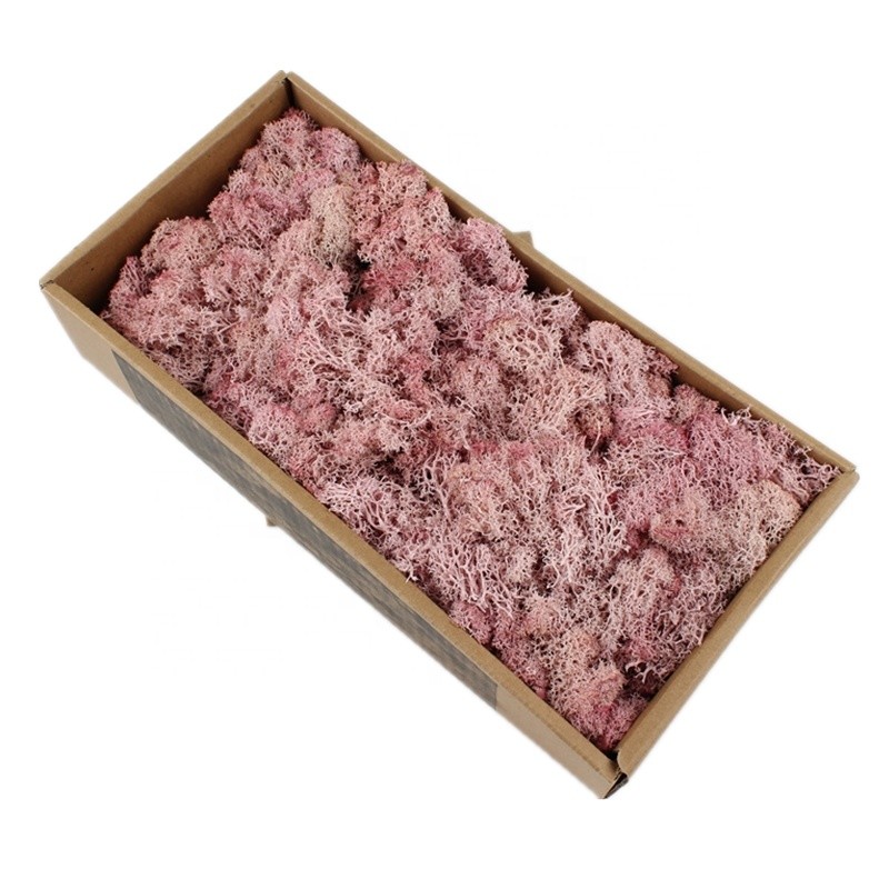 Decorative Preserved Natural Moss Perfect Nature Touch With No Maintenance