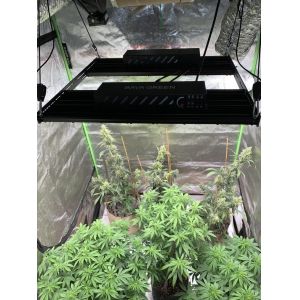 Vertical Farming LM301H Samsung Horticulture LED Hydroponic Grow Lights 4x4