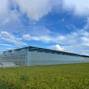 Cooling System Poly Multi Span Greenhouse Automatic For Vegetables