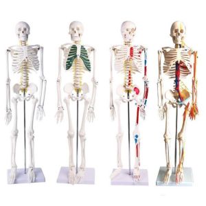 Full Body 85cm Small Human Skeleton Model With Painted Muscles