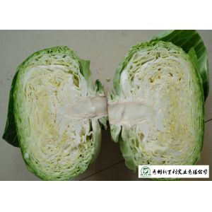 China Oval Shape Green Pointed Head Cabbage Lower Blood Pressure 1 - 3 KG / PER on sale