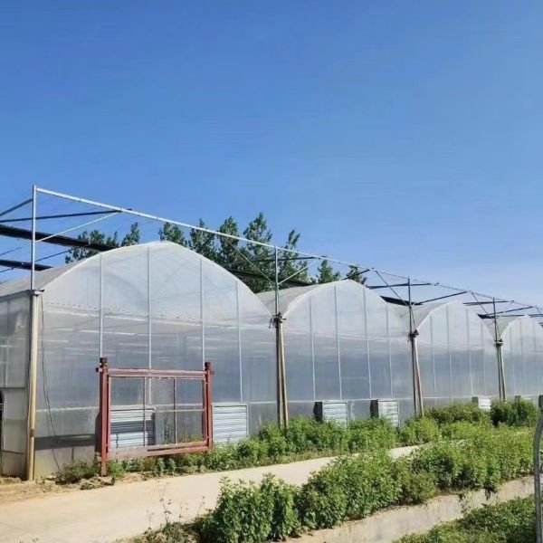 Quality Multi-Span Greenhouse with Hydroponics and Plastic Film Samples US 20/Square Meter wholesale