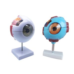 6X Enlarged Human Eyeball Anatomy Model Medical Plastic Simulation For Science