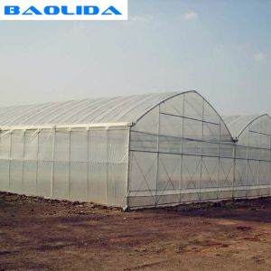 Large Steel Frame High Tunnel Double Film Double Arch 4.5m Multi Span Greenhouse