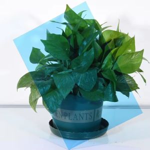 UV Coated Anti Scratch Flat Solid Polycarbonate Sheet , Polycarbonate Skylight