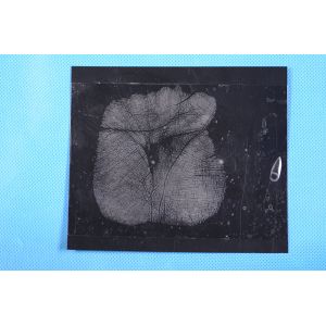 C157 Black low gloss palm print backing sheet