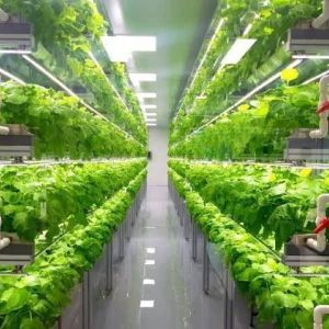 Multi-Span Container Greenhouse for Hydroponic System and Vertical Farming