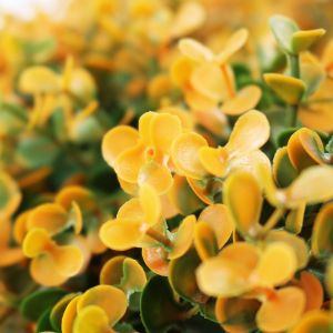 Eucalyptus Leaves Artificial Plant Wall Panels Plastic