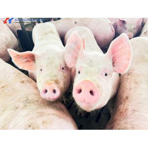 Modern Piggery House Steel Structure Metal Cattle Shed Customized Dimension
