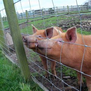 100M Lenght Galvanized Livestock Mesh Grassland Farm Fence