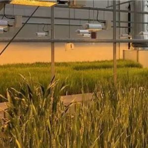 Cheap Return refunds Guaranteed Multi-Span Greenhouse for Growing Tomato Cucumber Lettuce for sale