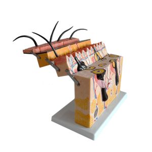 70 X Enlarged Medical Human 3D Skin Anatomy Model Training Skin Model