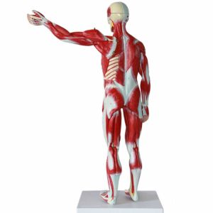 30 inches 27-Part 1/2 Life Size Muscles Structure of The Body for Teaching Study