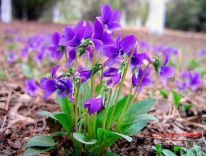 China Viola philippica Cav tokyo violet herb violae whole plants organic Chinese herb Zi hua di ding on sale