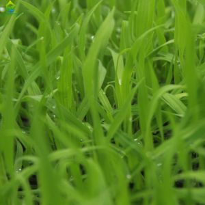 Greenhouse Irrigation Fertilizer Machine 1KW Auto Fertilizer System