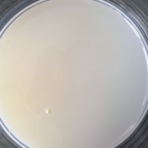 Substitute To Joncryl 90 Hard Low Viscosity Styrene Acrylic Copolymer Emulsion