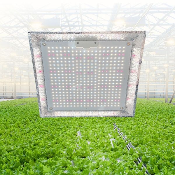 Quality Greenhouse Dimmable Quantum Board Grow Light For Grow Tent wholesale