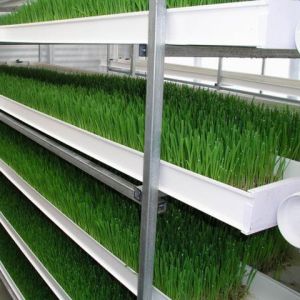Automatic Vertical Barley Fodder System Grass Forage Hydroponic