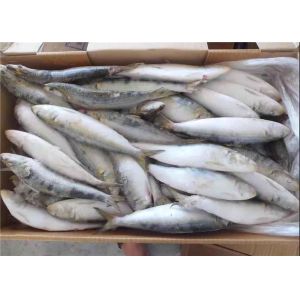 Fresh 75g Sardinops Melanostictus Frozen Sardine Fish