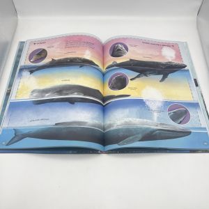 Full Color Children's Book Printing 350gsm C1S / 400gsm C1S Glossy Lamination