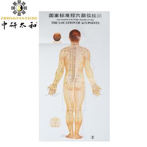 1.2*1.6m Acupuncture Culture 3pcs Per Set For Teaching Acupuncture Points