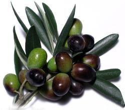 Cortex Phellodendri Extract, Cynanchi Wilfordii Radix Root Extract, Oleanic acid